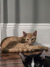 adoptable Cat in pittstown, NJ named Swindell