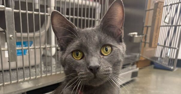 adoptable Cat in Pittstown, NJ named Story