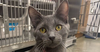 adoptable Cat in pittstown, NJ named Story