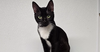 adoptable Cat in pittstown, NJ named Springer