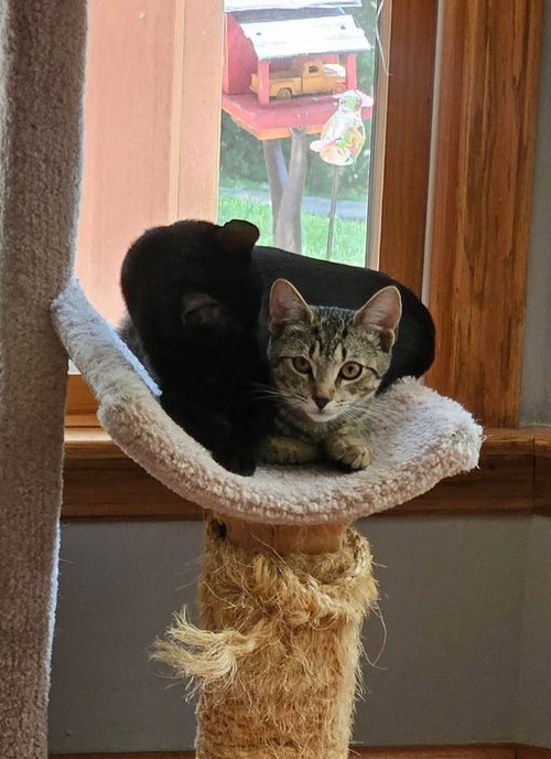 SEDONA - Domestic Short Hair available for adoption