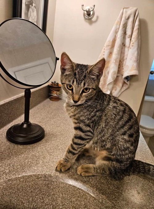 Sedona, an adoptable Domestic Short Hair in Pittstown, NJ