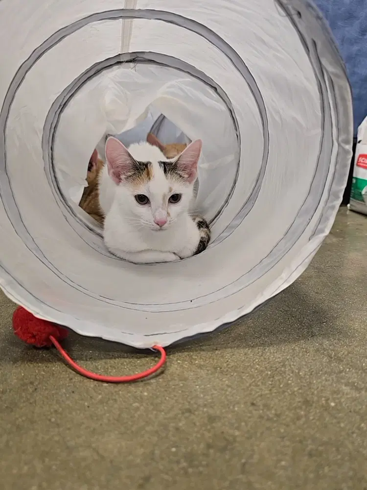 Nina - Domestic Short Hair