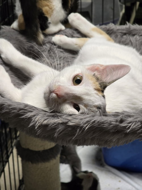 NINA - Calico available for adoption