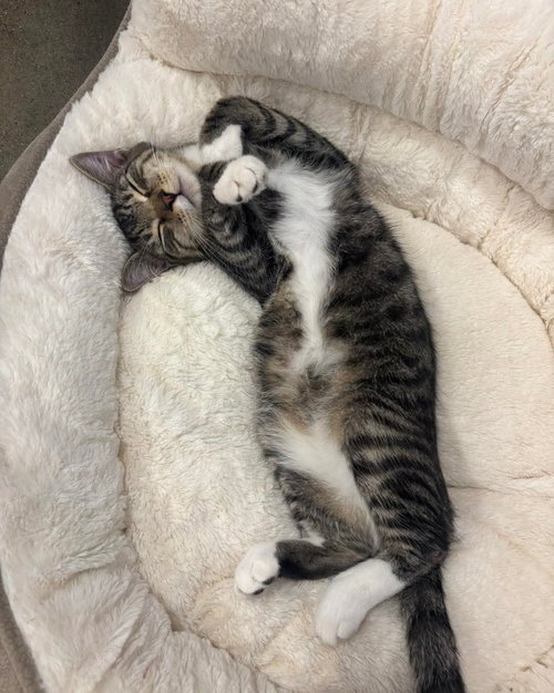 MIKEY - Domestic Short Hair available for adoption