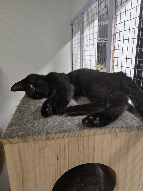 picture of the cat needing adoption