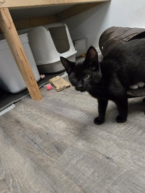RAVELLA - Domestic Short Hair available for adoption
