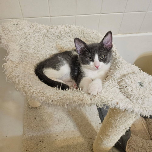 NINA II - Domestic Short Hair available for adoption