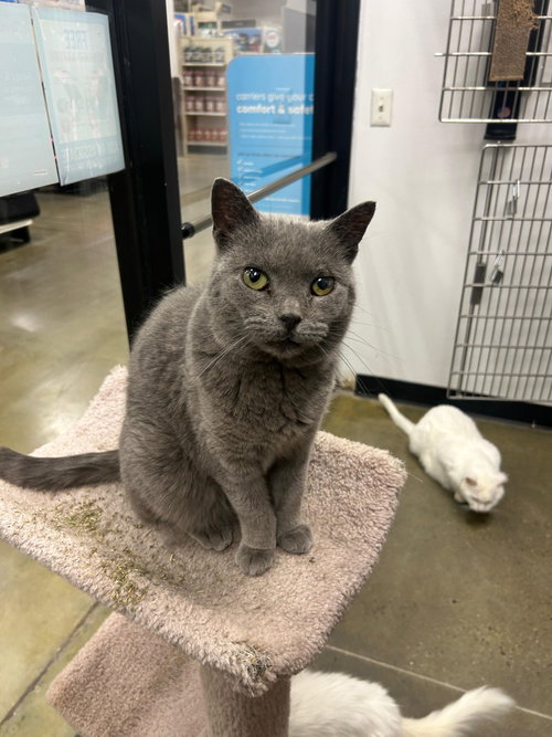 Zelda, Senior Domestic Short Hair / Russian Blue / Mixed (short coat), cat for adoption in New Brunswick, New Jersey