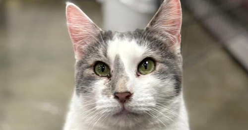 DOLLOP - Domestic Short Hair available for adoption