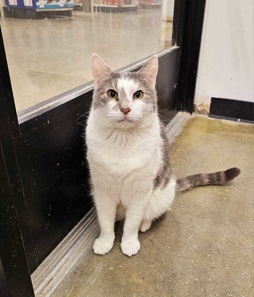 DOLLOP - Domestic Short Hair available for adoption