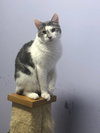 Dollop - Photo 3