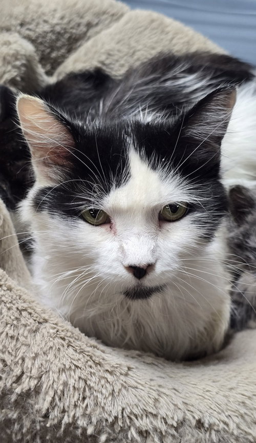 picture of the cat needing adoption