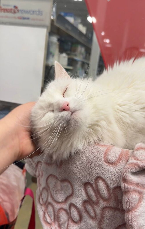 picture of the cat needing adoption
