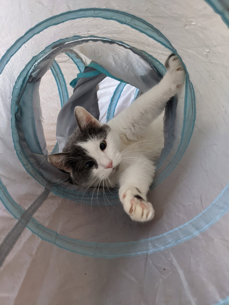 Mo