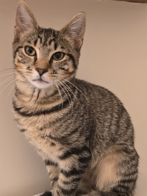 SHELBY - Domestic Short Hair available for adoption