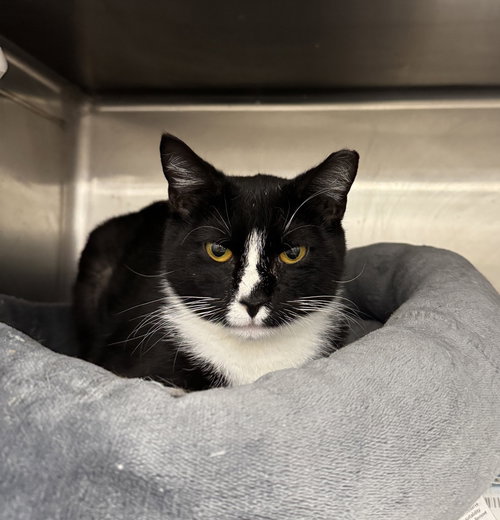 CLOVER - Domestic Short Hair available for adoption