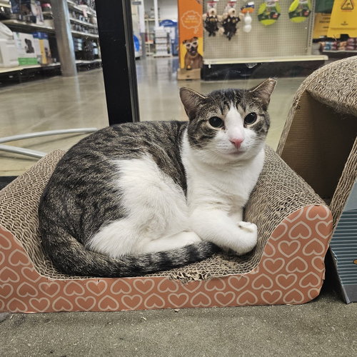 Charles, an adoptable Domestic Short Hair in Pittstown, NJ