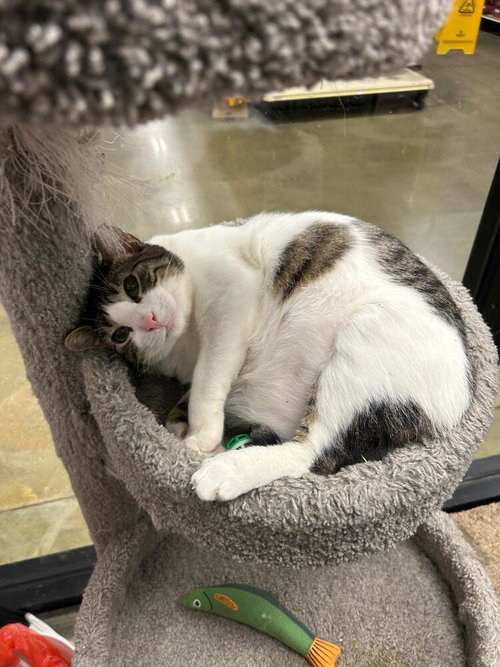 Charles, Adult Domestic Short Hair / Domestic Short Hair / Mixed (short coat), cat for adoption in Pittstown, New Jersey