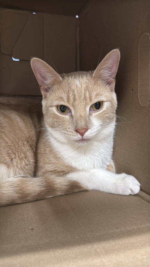 Hansel, an adoptable Domestic Short Hair in Pittstown, NJ