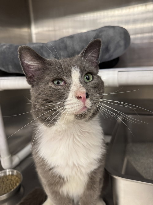 Rocky, Adult Domestic Short Hair / Mixed (short coat), cat for adoption in Pittstown, New Jersey