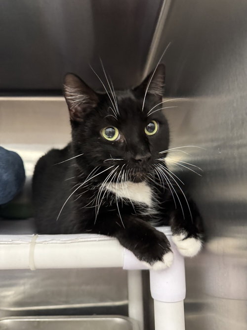 Eddie, Adult Domestic Short Hair (short coat), cat for adoption in Pittstown, New Jersey