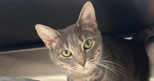 Libby, Adult Domestic Short Hair / Mixed (short coat), cat for adoption in New Brunswick, New Jersey