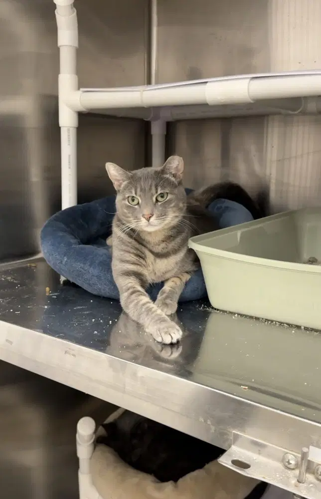 Bubbles - Domestic Short Hair