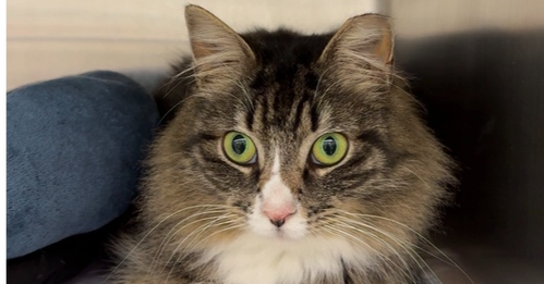 Georgia, Adult Domestic Medium Hair / Mixed (long coat), cat for adoption in New Brunswick, New Jersey