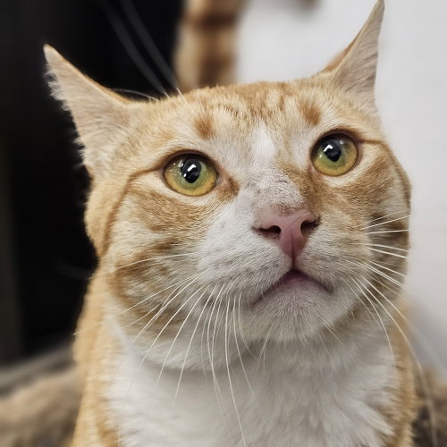 Biscuit, Adult Domestic Short Hair / Mixed (short coat), cat for adoption in New Brunswick, New Jersey