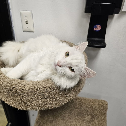 Joan, Adult Turkish Angora (long coat), cat for adoption in New Brunswick, New Jersey