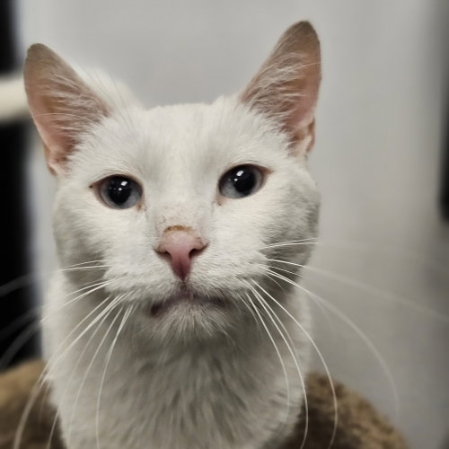 Rivers, Adult Turkish Angora (short coat), cat for adoption in New Brunswick, New Jersey