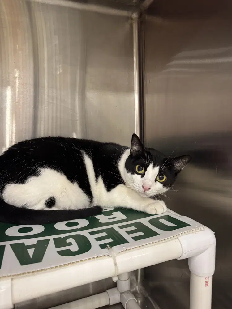 Joy - Domestic Short Hair