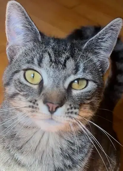 Marsha - Domestic Short Hair