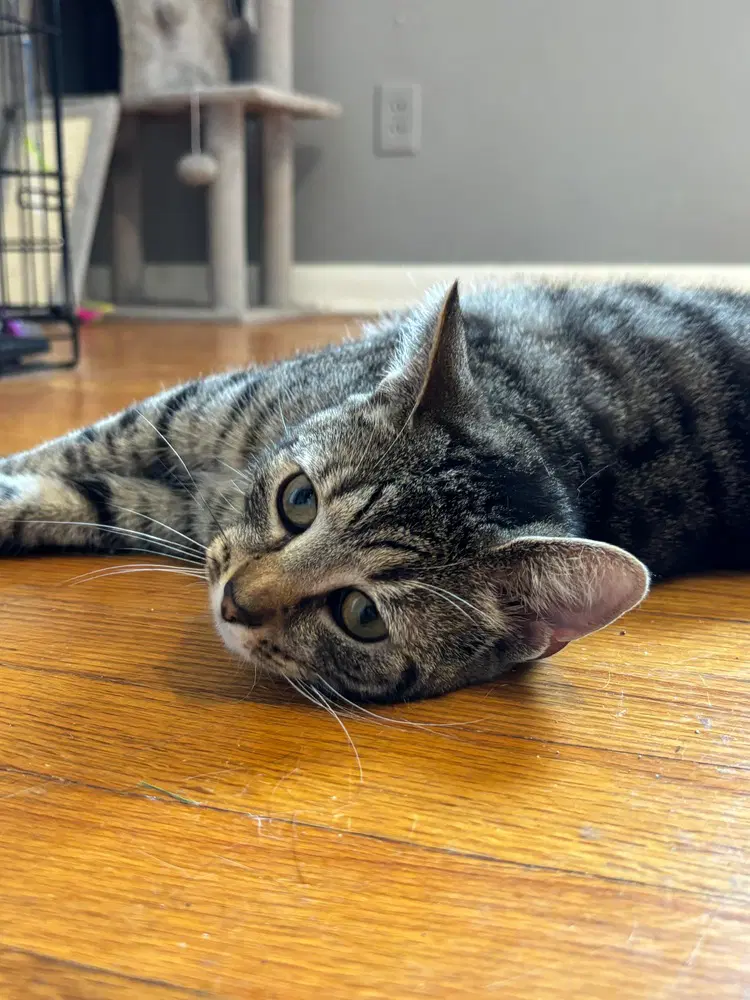 Twister - Domestic Short Hair