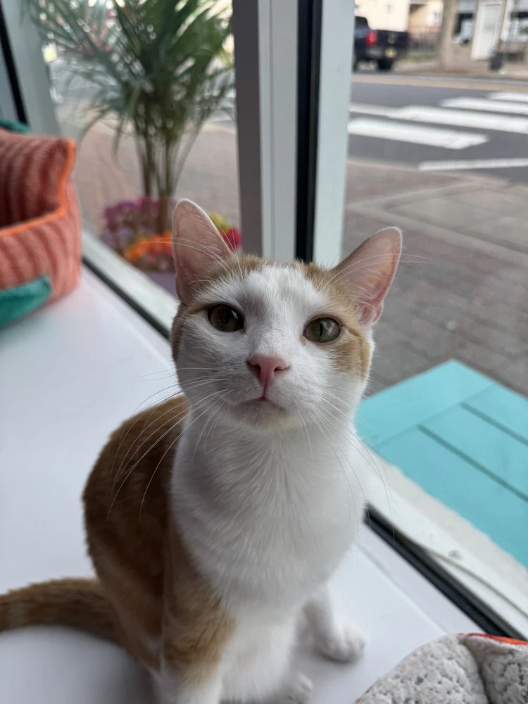 Prince