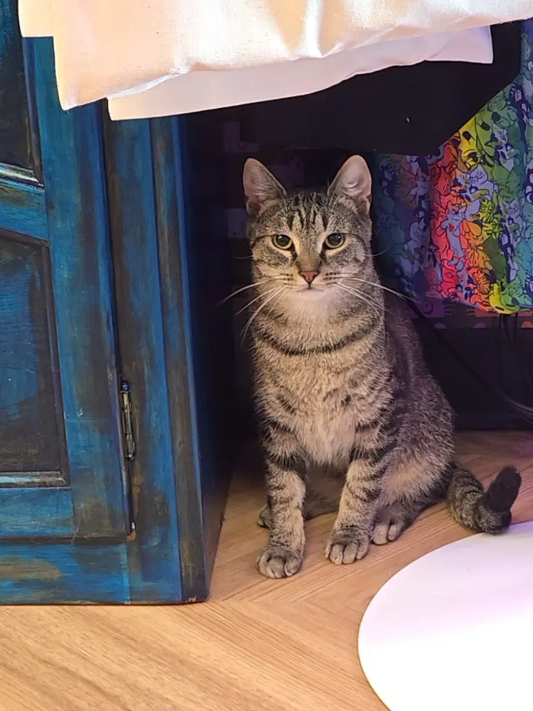 Aladdin - Domestic Short Hair