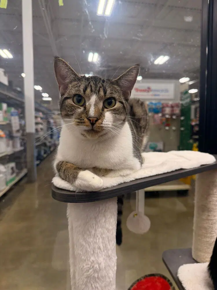 Gouda - Domestic Short Hair