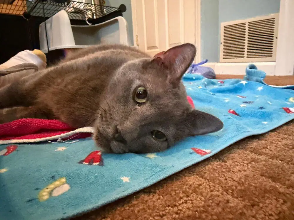 Bagel - Domestic Short Hair