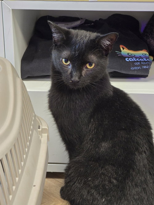 JoJo, an adoptable Domestic Short Hair in Pittstown, NJ