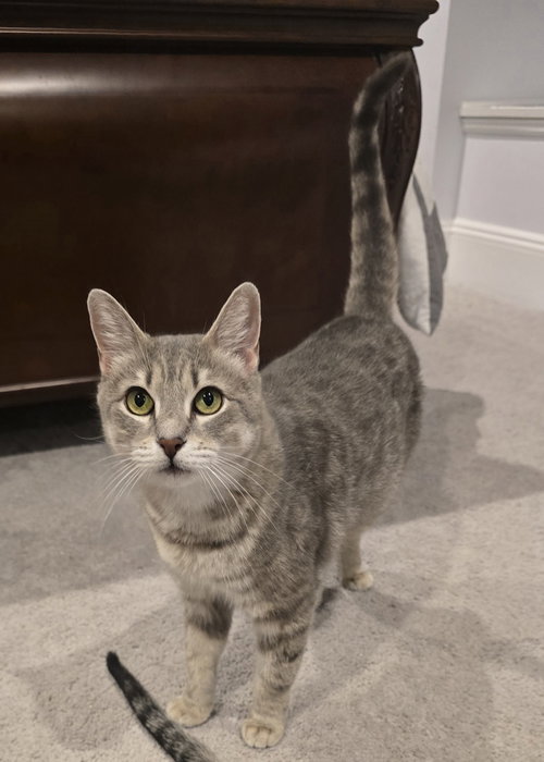 Starr, an adoptable Domestic Short Hair in Pittstown, NJ
