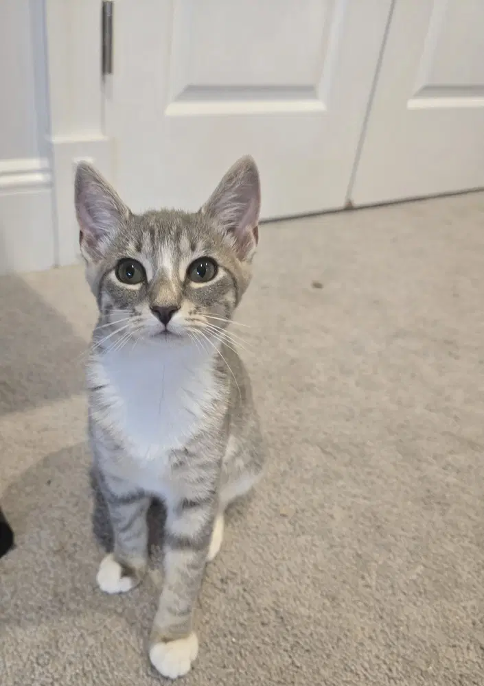 Chicky - Domestic Short Hair