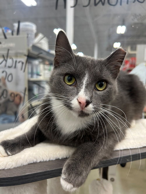 Baggie, a cat for adoption from Beacon of Hope Animal Rescue