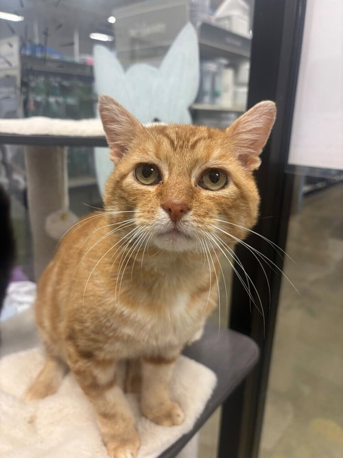Luke, a cat for adoption from Beacon of Hope Animal Rescue