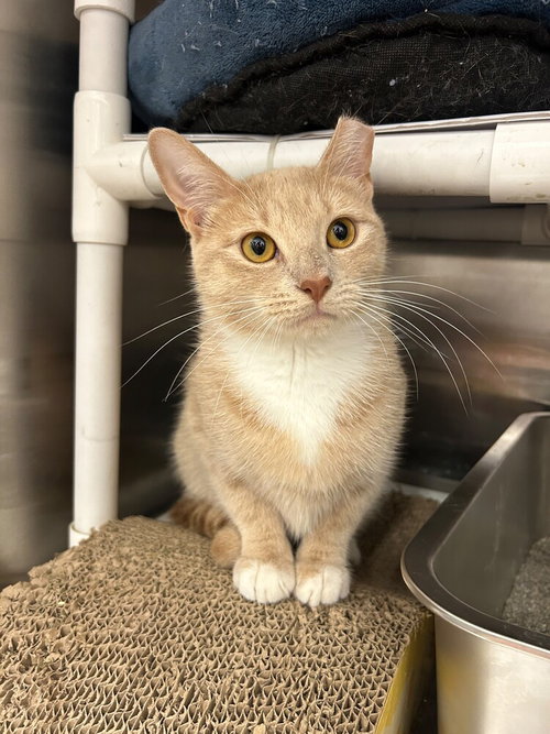 Butterfly, a cat for adoption from Beacon of Hope Animal Rescue