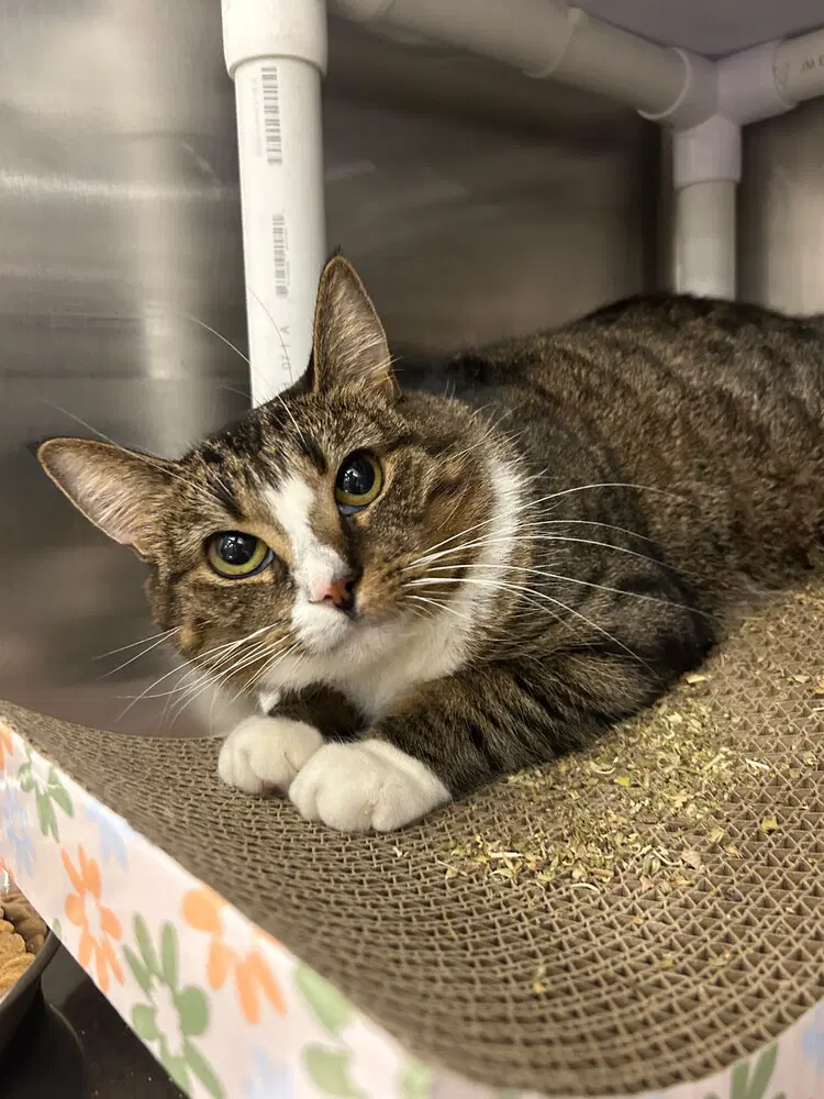 Princess - Domestic Short Hair