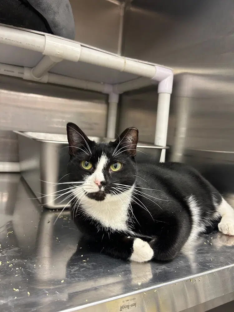 Lover - Domestic Short Hair