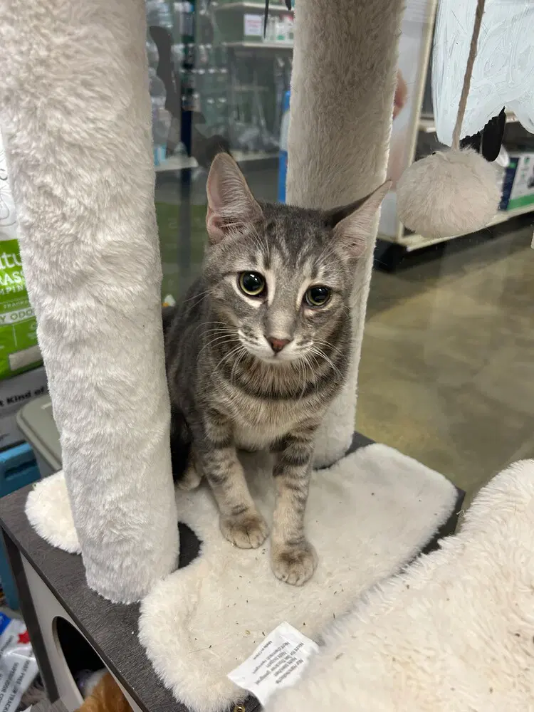 Curly - Domestic Short Hair