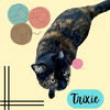 adoptable Cat in Williamsburg, NM named Trixie