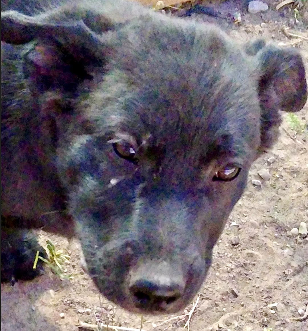 adoptable Dog in Williamsburg, NM named Pookie